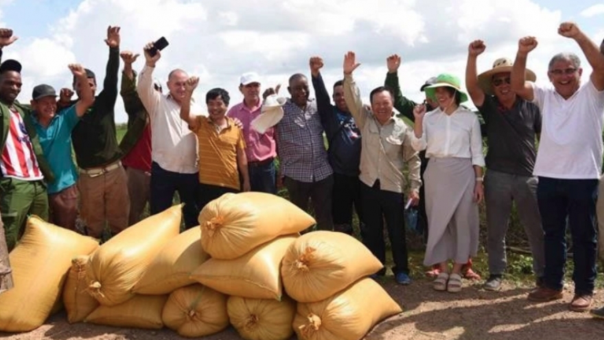 Vietnam – Cuba rice cultivation partnership thrives